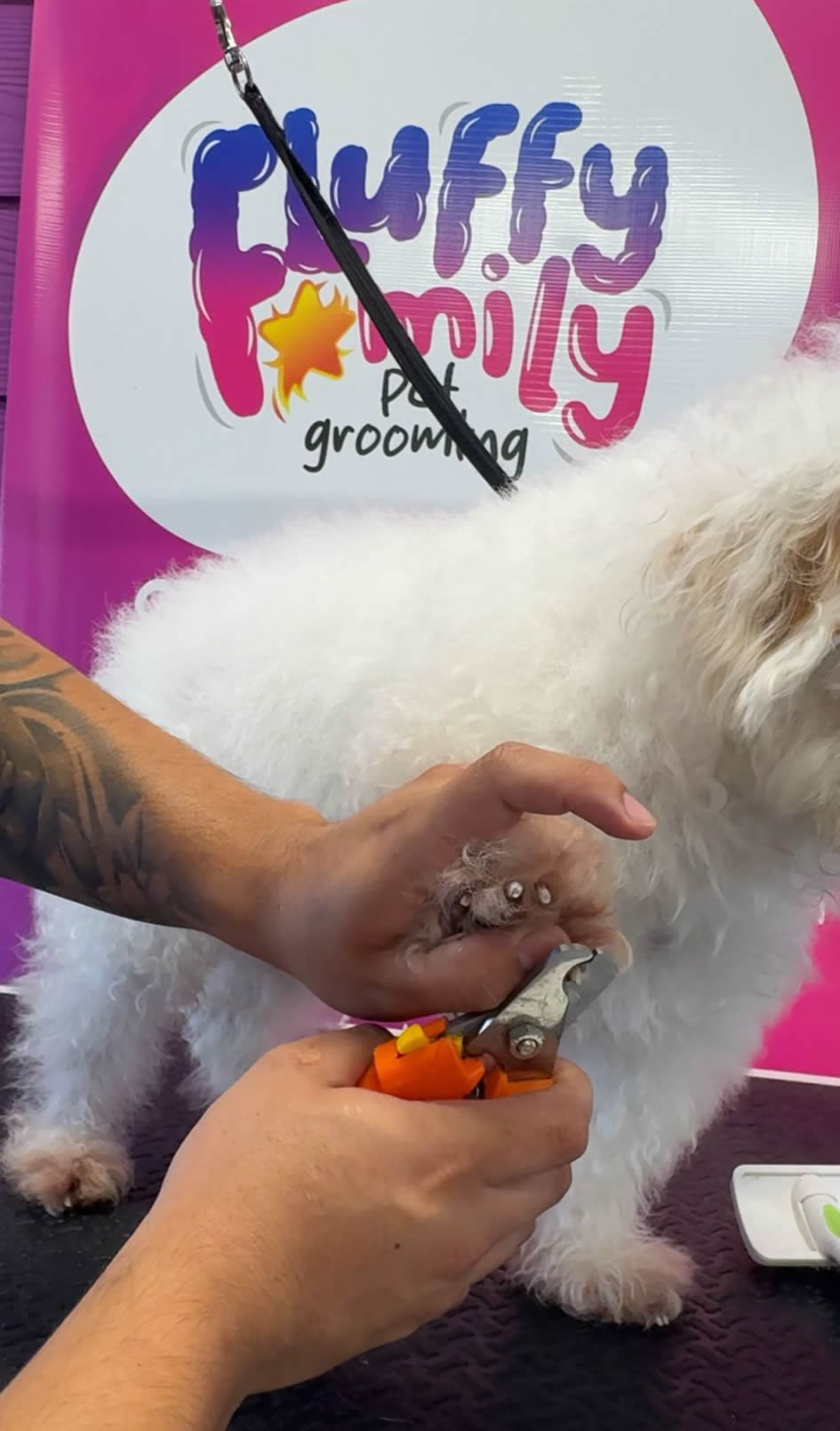 Pet getting a nail trim at Fluffy Family