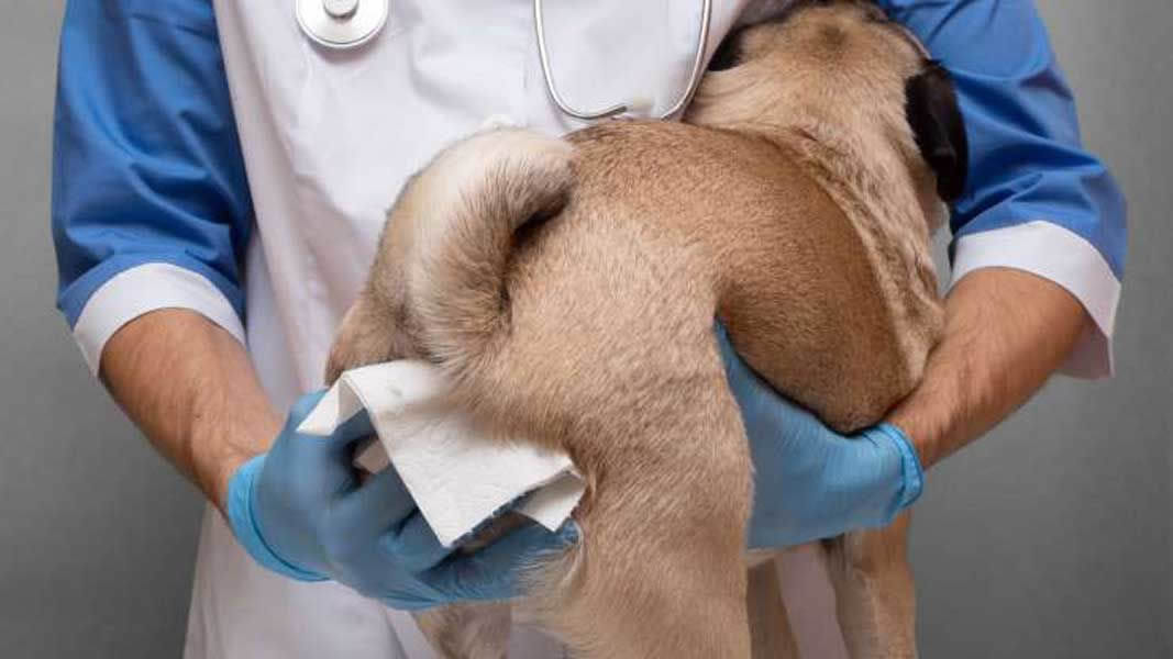 Pet receiving gland expression at Fluffy Family